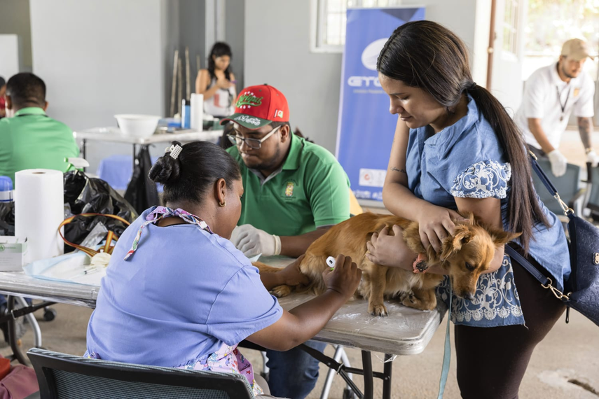 Jornada de Esterilización de la Alcadía de La Chorrera.