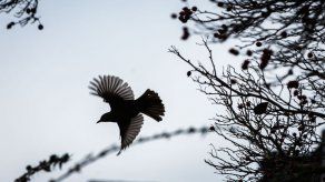 Especies de ave rapaz se adaptaron a la ciudad de La Paz en 20 años