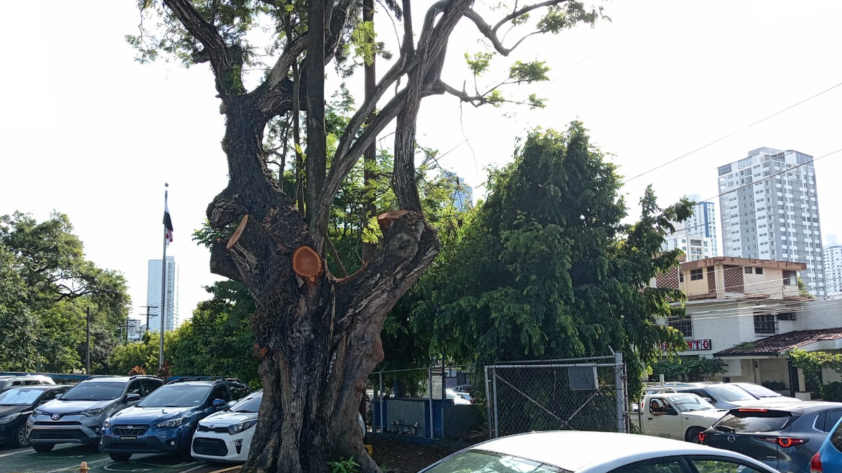 Residentes de San Francisco piden investigación por cortes de árboles Residentes de San Francisco piden investigación por cortes de árboles