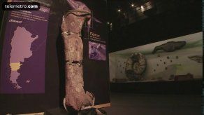 Fósiles del mayor dinosaurio del mundo en Argentina