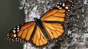 Mariposas monarca llegan tarde a México