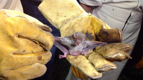 MIDA advierte sobre casos de rabia en bovino MIDA advierte sobre casos de rabia en bovino