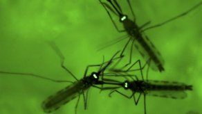 Parásito de la malaria podría ser atractivo para mosquitos
