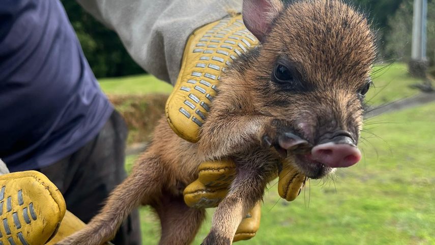Guardaparques rescatan a un saíno bebé en Altos de Campana.