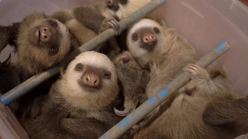 Santuario de perezosos de Cahuita