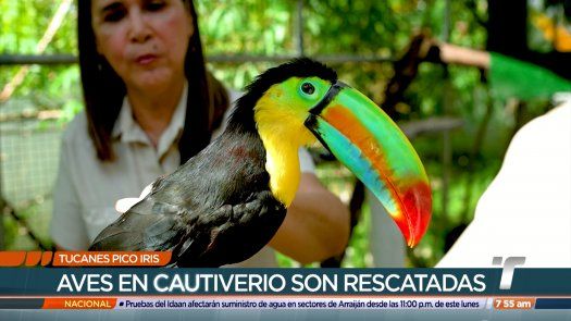 TR Verde: Tucán arcoíris, una especia amenazada
