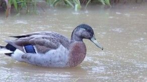 Muere el “pato más solitario del mundo”