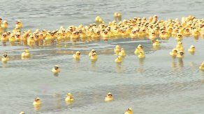 Apoyo masivo a las Aldeas SOS en la gran carrera del Patito de Hule