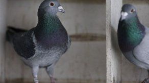 Hallan muertas a más de 100 palomas y aves en centro histórico de Guatemala