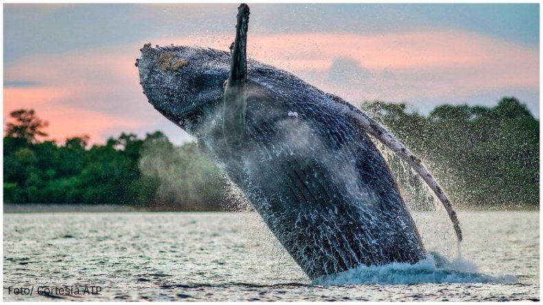 ¿Dónde disfrutar del avistamiento de ballenas en Panamá?