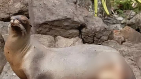 MiAmbiente detecta en Darién león marino. MiAmbiente detecta en Darién león marino.