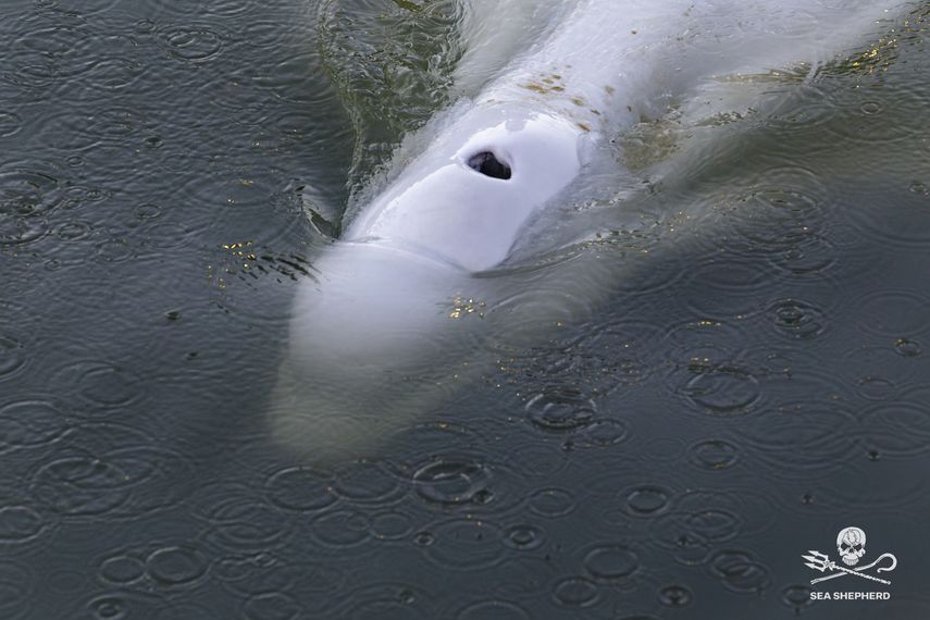 La beluga