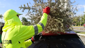 Operativo de recolección de arbolitos navideños naturales.