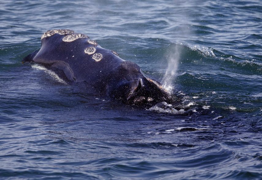 Más de 50 de las ballenas fueron golpeadas por barcos entre la primavera de 1999 y la de 2018