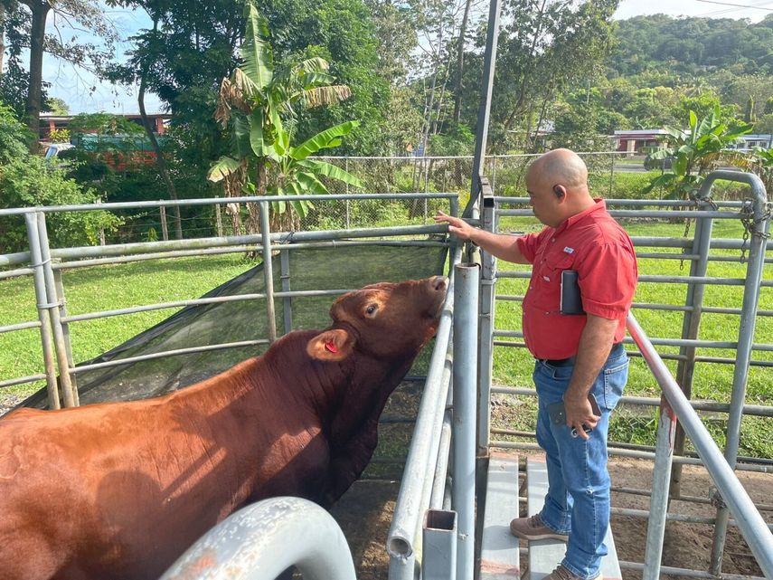 Pequeños productores de Colón se benefician con sementales de alta calidad