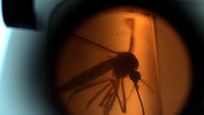 La malaria es una enfermedad infecciosa producida por el parásito Plasmodium y transmitida por la hembra del mosquito Anopheles.