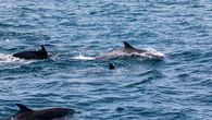 Ruido de motores afecta la detección de cantos de ballenas. Ruido de motores afecta la detección de cantos de ballenas.