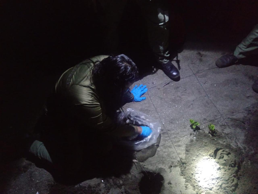 Guardaparques protegen huevos de tortuga lora en Isla Cañas