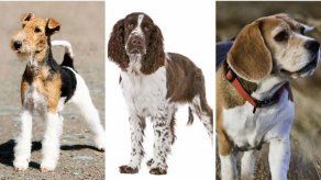 Cinco mejores razas de perros de cacería