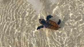 Nacen nuevas tortugas carey en Cayo Zapatilla. Nacen nuevas tortugas carey en Cayo Zapatilla.