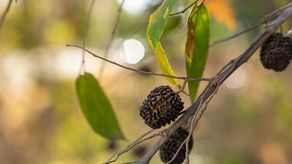 Guásimo: El peculiar fruto que se encuentra en Panamá.