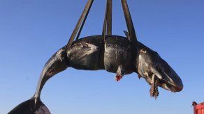 Hallan en Italia ballena muerta con plástico en su barriga