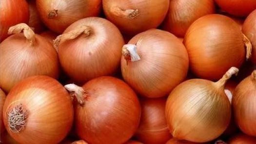 IMA comprará la producción de cebolla de Natá IMA comprará la producción de cebolla de Natá