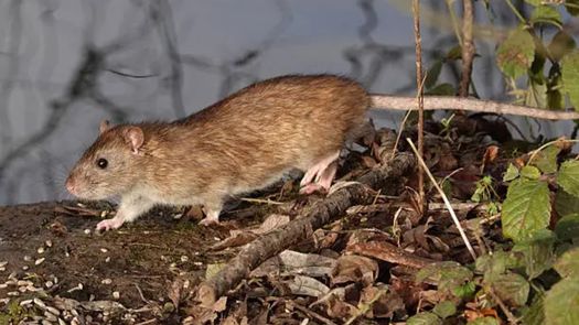 Hantavirus Andes y Choclo: diferencias.