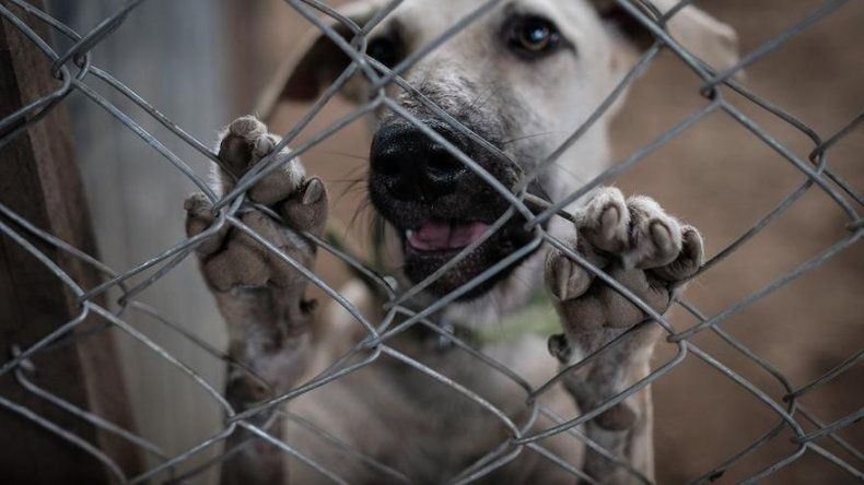 Lo Qué Hay Detrás De Un Maltratador De Animales