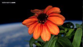 Flores en el espacio