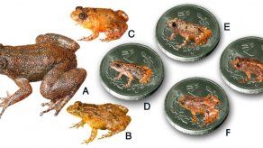 Descubren nuevas ranas diminutas en India
