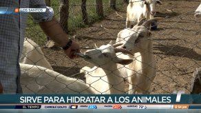 Cultivan nopal para alimentar el ganado en Los Santos