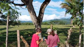 Los bosques secundarios remueven en promedio 4.9 toneladas de dióxido de carbono por hectáreas por año.