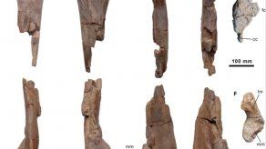 Huesos desenterrados en España revelan un nuevo dinosaurio