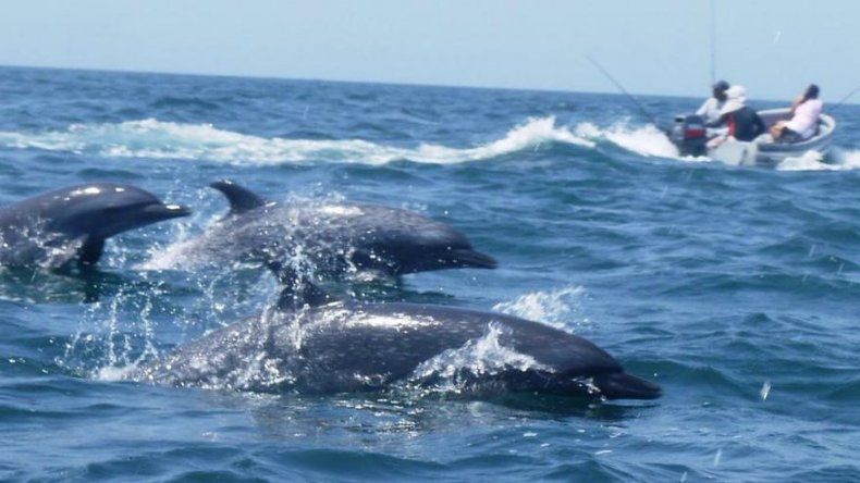 Reportan espectáculo de delfines en Isla Iguana
