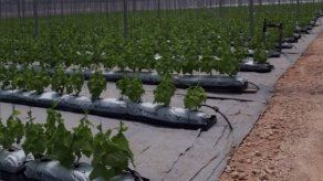 Empresarios recomiendan tecnificación del agro en Panamá para su reactivación