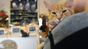 Gata enviada por correo postal sobrevive 8 días en una caja