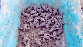 MiAmbiente MiAmbiente