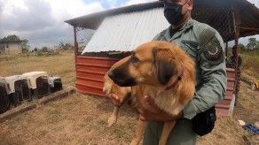 Ante la sobrepoblación de perros y gatos en el centro penal La Joya realizan jornada de esterilización
