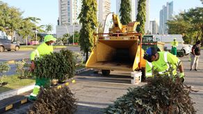 Recolección de arbolitos de navidad