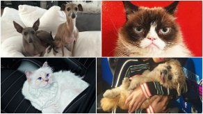 ¿Cuáles son las mascotas más famosas de la actualidad?