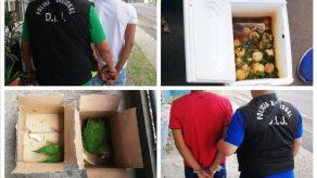 Detienen a dos hombres por vender huevos de tortuga y pericos en la 24 de Diciembre Detienen a dos hombres por vender huevos de tortuga y pericos en la 24 de Diciembre