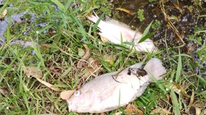 Autoridades ambientales Autoridades ambientales