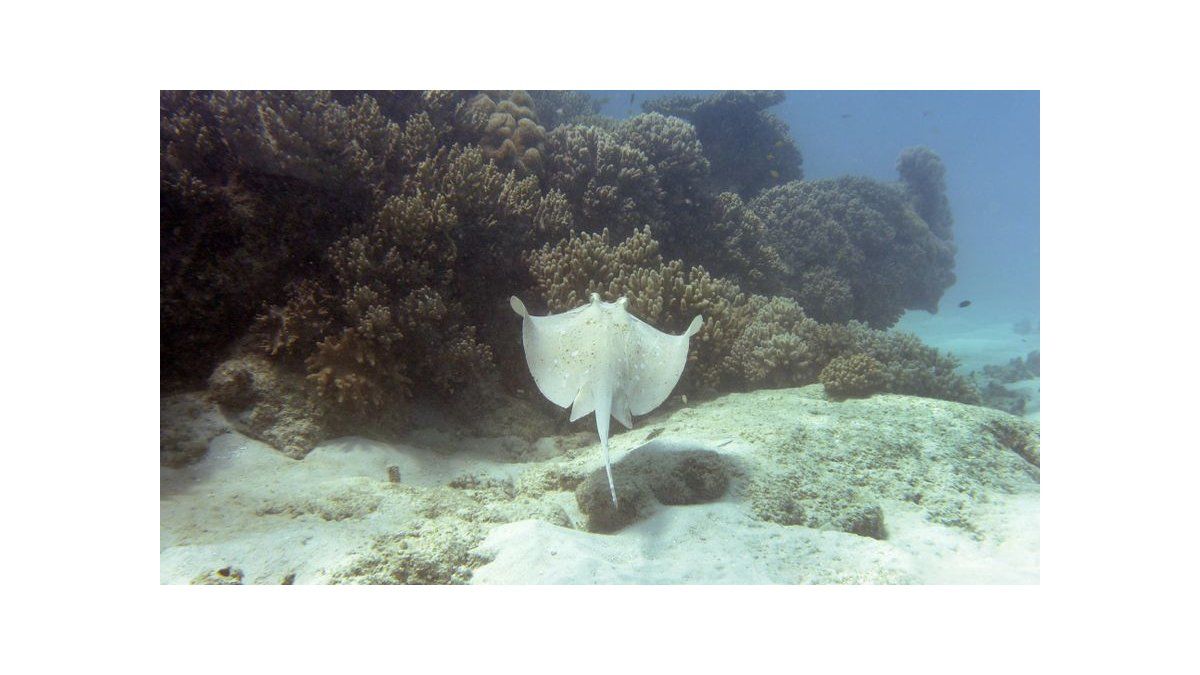 MiAmbiente MiAmbiente