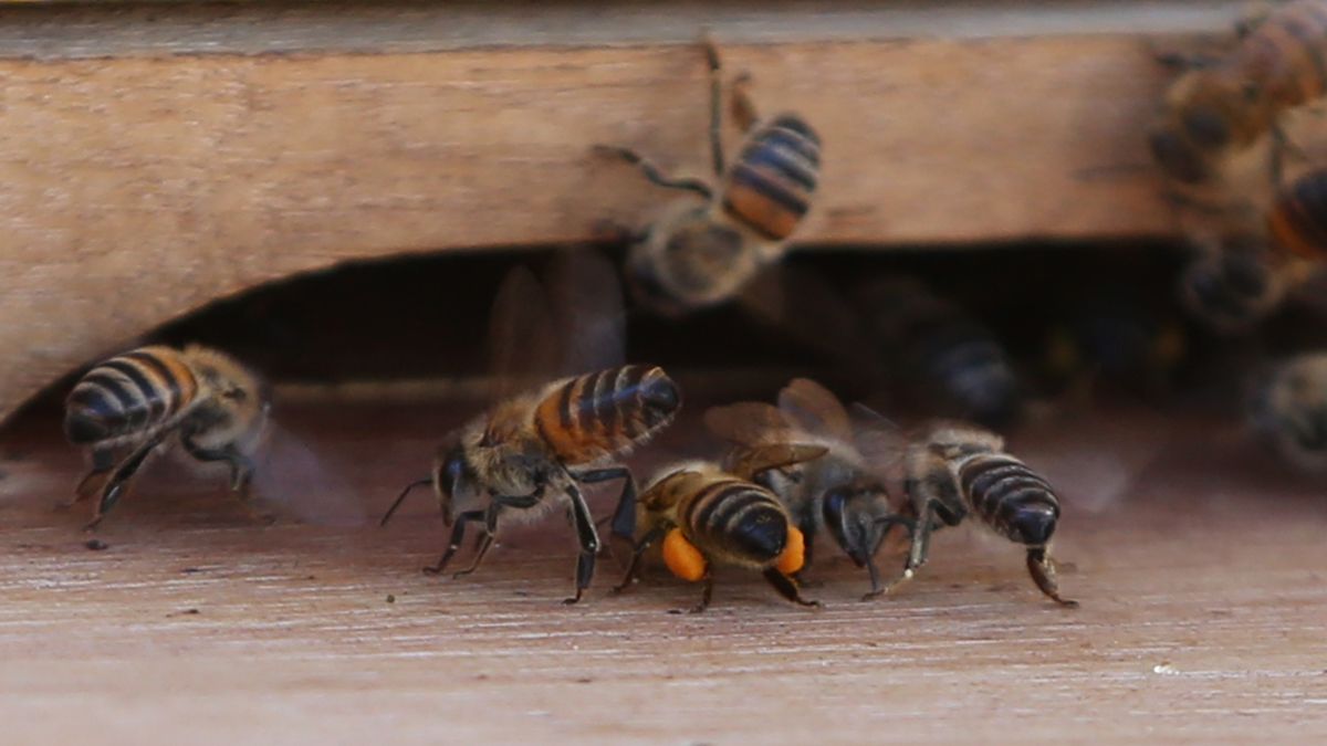 Dos personas sufren picaduras de abejas en Arraiján Dos personas sufren picaduras de abejas en Arraiján