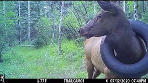 Los rescatadores tuvieron que cortarle la cornamenta de cinco puntas al alce.
