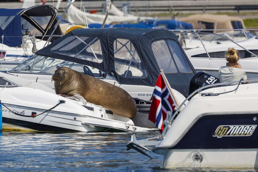 La Dirección de Pesca de Noruega dijo que Freya fue sacrificada la mañana del domingo.