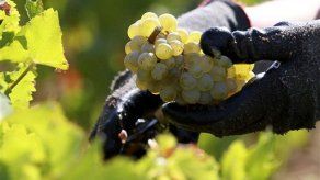 Estudio arroja luz sobre orígenes de vino francés