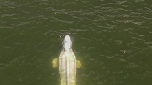 El cetáceo perdido fue visto por primera vez días atrás en el río francés, lejos de su hábitat en el Ártico.