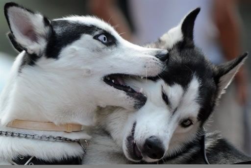 Un canal de televisión para perros, el último grito en ocio canino